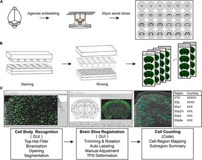 High-Throughput Strategy for Profiling Sequential Section With Multiplex Staining of Mouse Brain